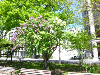 大通公園：紫・白のライラックが満開
