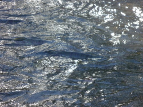 ウヨロ川フットパス、サケの遡上がものすごい！