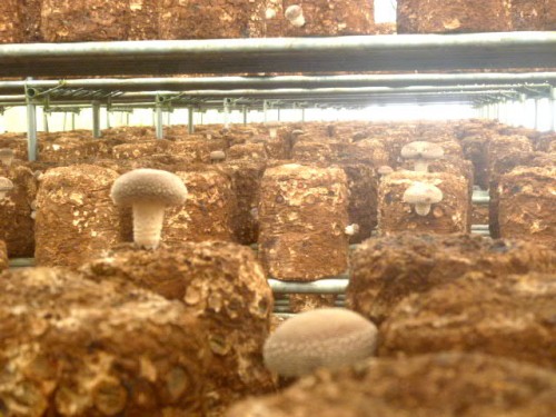 温室でのキノコ栽培