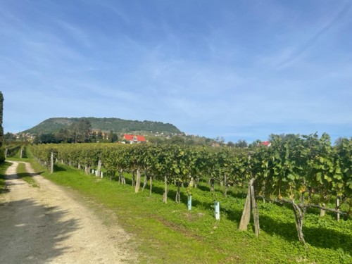 ショムロー山を背景にしたワイン畑