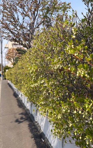 生垣のドウダンツツジの白い花