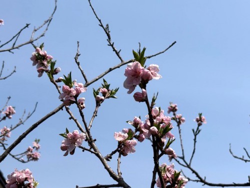 桃の花！